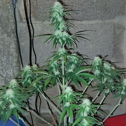 Pineapple Express Auto growlog timeline photo