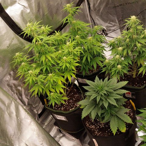Pineapple Express Auto growlog timeline photo