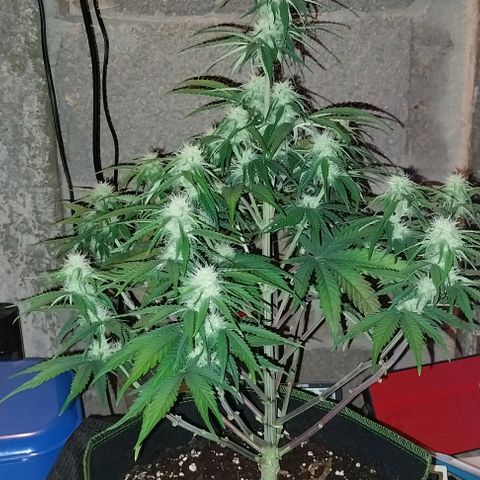 Pineapple Express Auto growlog timeline photo