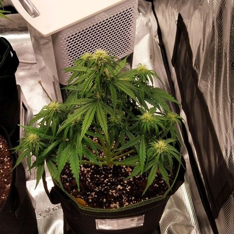 Pineapple Express Auto growlog timeline photo