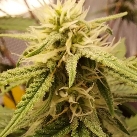 Pineapple Express Auto growlog timeline photo