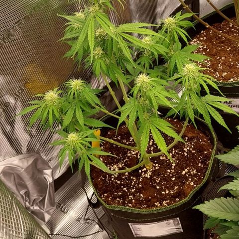Pineapple Express Auto growlog timeline photo