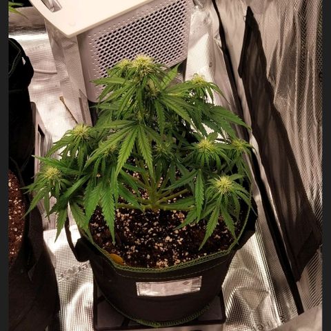 Pineapple Express Auto growlog timeline photo