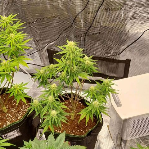 Pineapple Express Auto growlog timeline photo