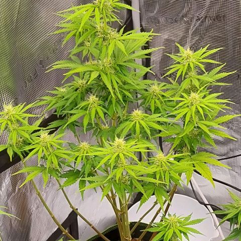 Pineapple Express Auto growlog timeline photo