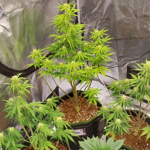 Pineapple Express Auto growlog timeline photo