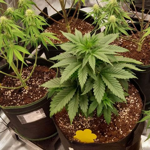 Pineapple Express Auto growlog timeline photo