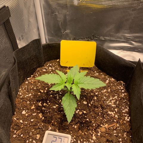 Jupiter  growlog photo: Before LST