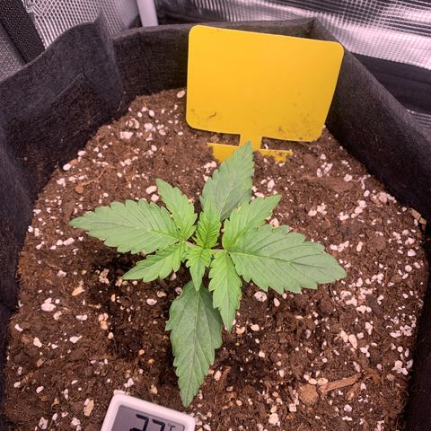 Jupiter  growlog photo: Before LST