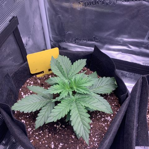 Jupiter  growlog timeline photo