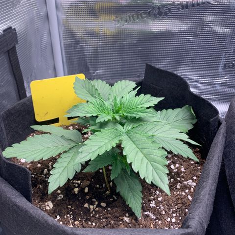 Jupiter  growlog timeline photo