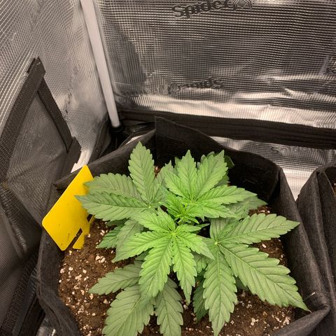 Jupiter  growlog timeline photo