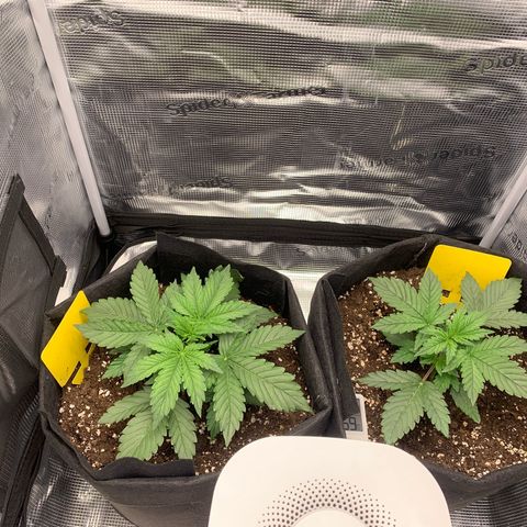 Jupiter  growlog timeline photo