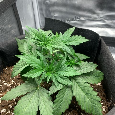 Jupiter  growlog photo: Lst tucking leafs 