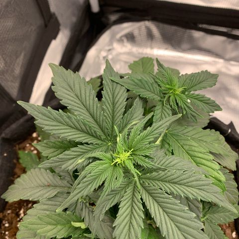 Jupiter  growlog photo: White pistils showing, entering pre flower stage 