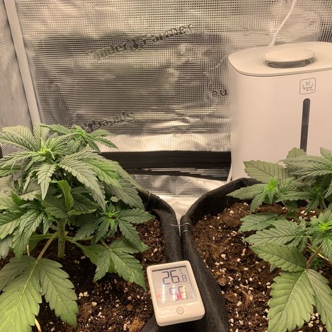 Jupiter  growlog timeline photo