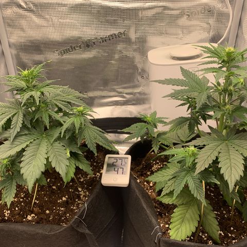 Jupiter  growlog timeline photo