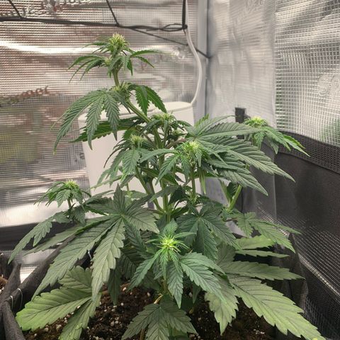 Jupiter  growlog timeline photo
