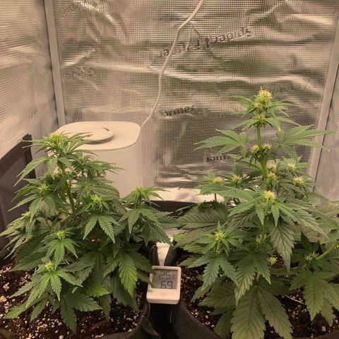 Jupiter  growlog timeline photo
