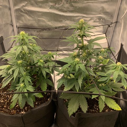 Jupiter  growlog timeline photo