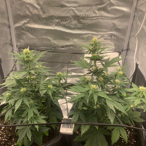 Jupiter  growlog timeline photo