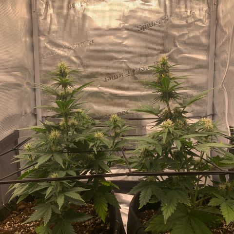 Jupiter  growlog photo: 40cm tall
