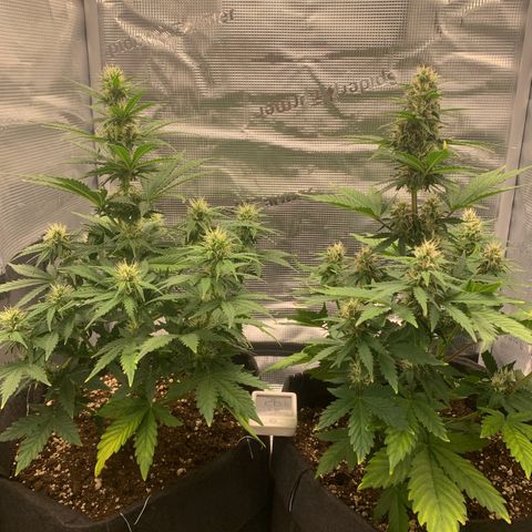 Jupiter  growlog timeline photo