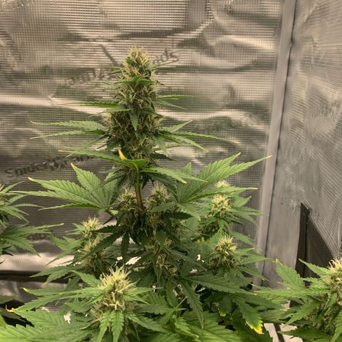Jupiter  growlog timeline photo