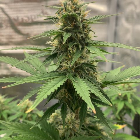 Jupiter  growlog timeline photo