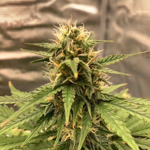 Jupiter  growlog timeline photo