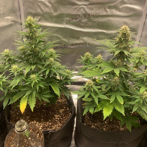 Jupiter  growlog timeline photo