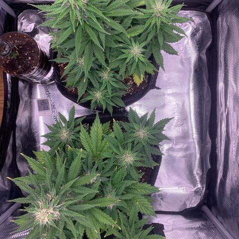 Jupiter  growlog timeline photo