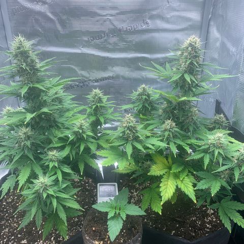Jupiter  growlog timeline photo