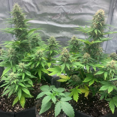 Jupiter  growlog timeline photo