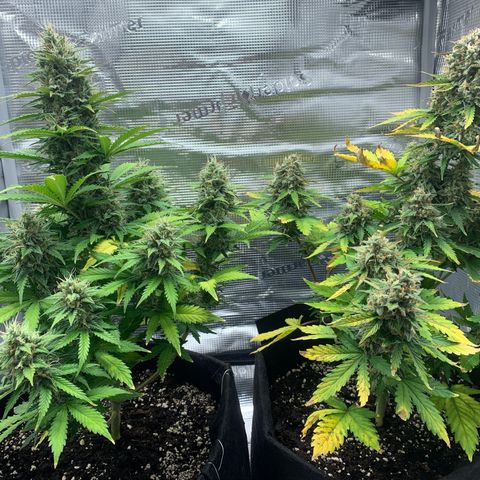 Jupiter  growlog photo: Right one is showing signs of nutrient burn. Left one is a week or so behind in development but will yield more it seems like. 