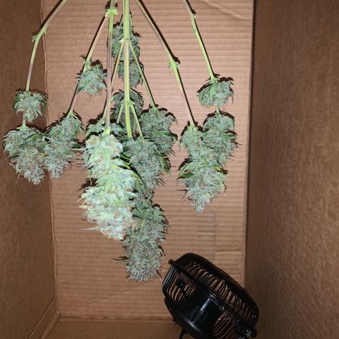 Jupiter  growlog photo: One plant harvested, one more to go. 