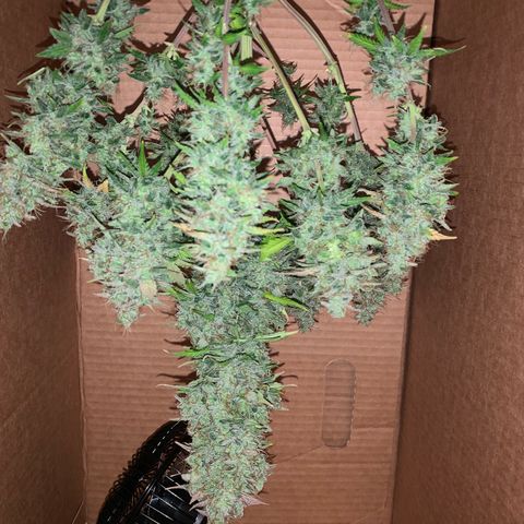 Jupiter  growlog photo: Cut and put to dry 