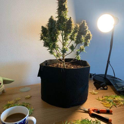 Jupiter  growlog photo: Cut and put to dry 