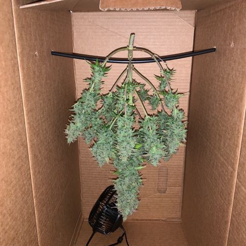 Jupiter  growlog photo: Cut and put to dry 