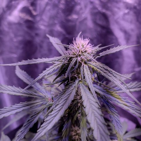 Lemon Pie Auto growlog timeline photo