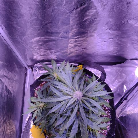 Lemon Pie Auto growlog timeline photo