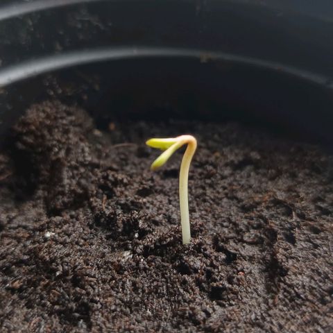Maria growlog timeline photo