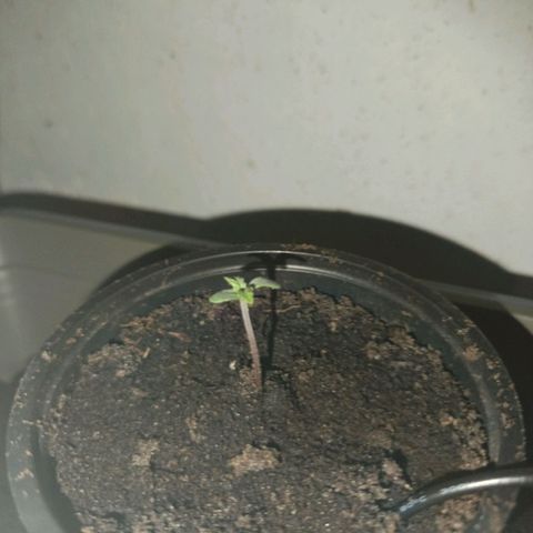 Maria growlog timeline photo