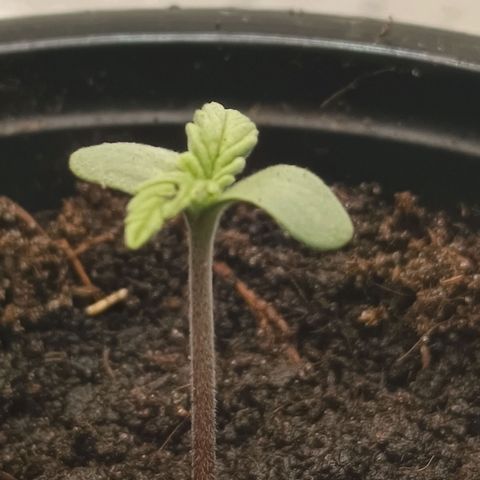 Maria growlog timeline photo