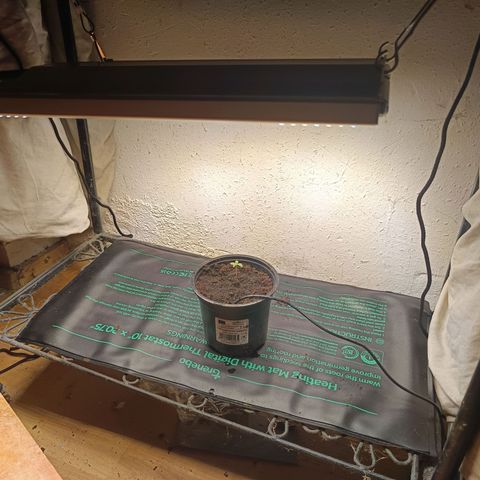 Maria growlog timeline photo