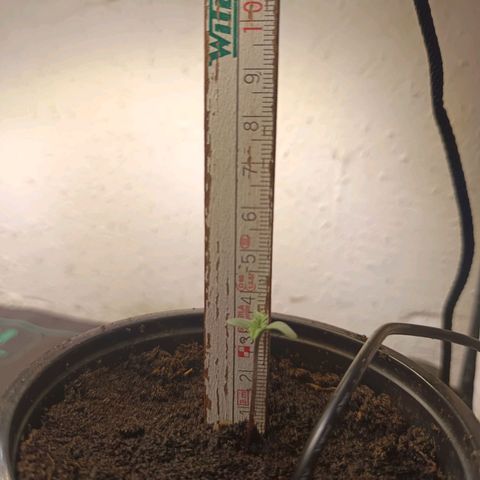 Maria growlog timeline photo