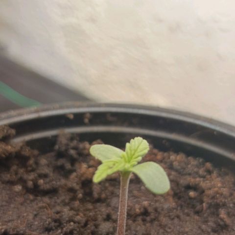 Maria growlog timeline photo