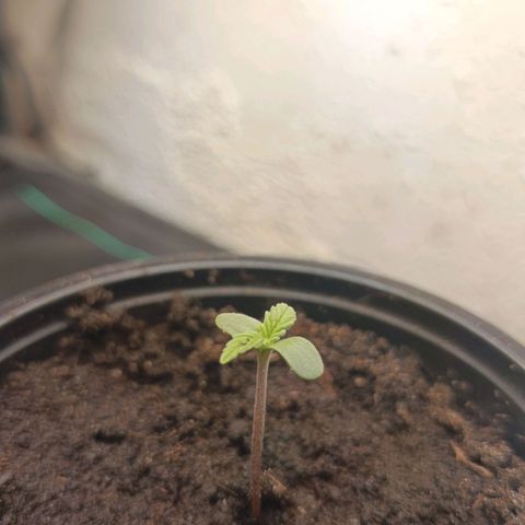 Maria growlog timeline photo