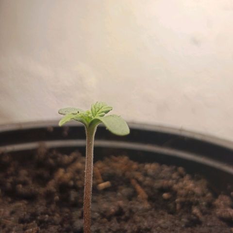 Maria growlog timeline photo