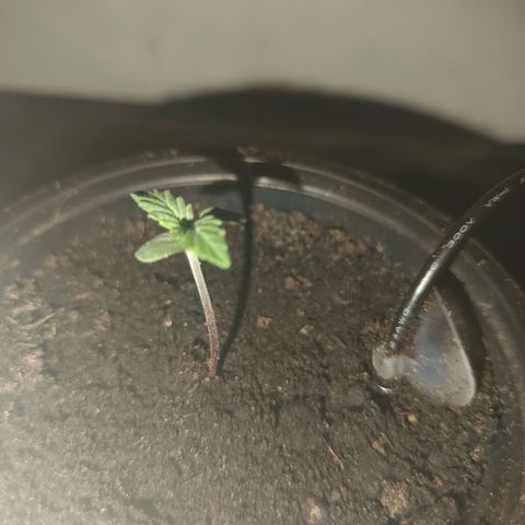 Maria growlog timeline photo